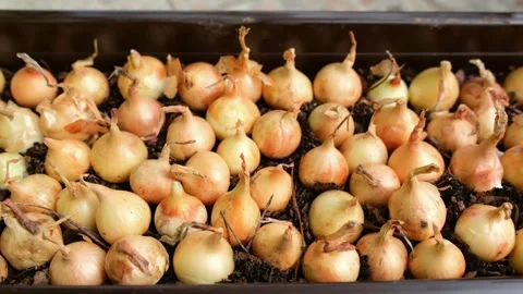 Close-up of onion sets placed in soil in container. Видео 332067625