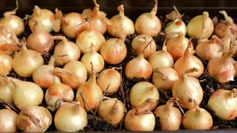 Close-up of onion sets placed in soil in container. 스톡 동영상 332067631