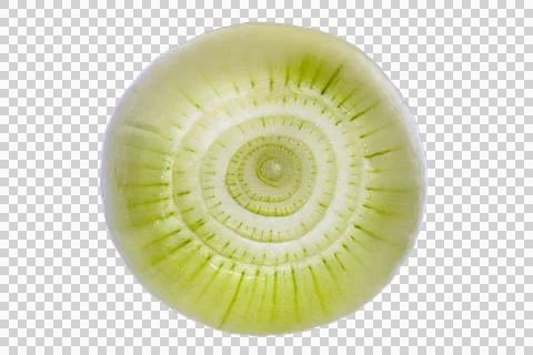 Close up onion slice concentric layers plant cellular structure Stock Photos
