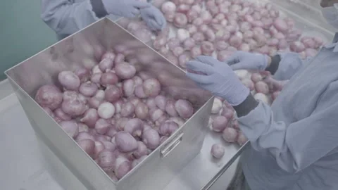 Close-up of onion sorting and packing in a food factory Stock-Footage 327442275