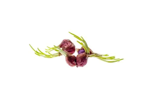 Close up of an onion sprout Stock Photos