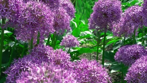 Close-up of Onions Plants in summer Stock Footage 137507155