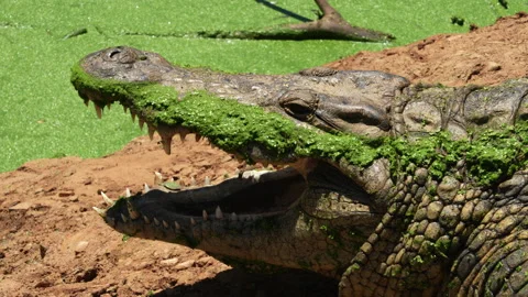 A close-up of the open, algae-covered mouth of a Nile crocodile Stock Footage 232988107