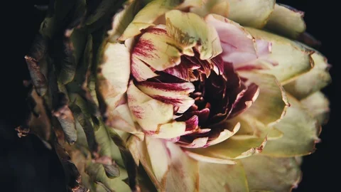 Close-up of an open artichoke that closes on a black background in slow motion. Stock Footage 112645027