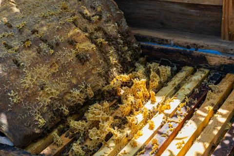 Close-up of open beehive frame with honeycombs and bees Foto stock