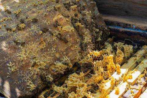 Close-up of open beehive frame with honeycombs and bees 스톡 사진