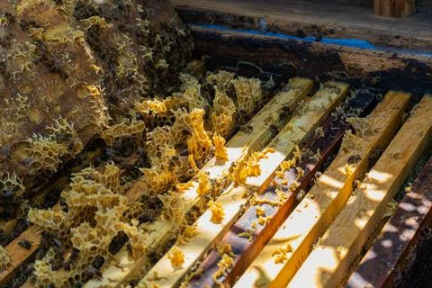 Close-up of open beehive frame with honeycombs and bees Foto stock
