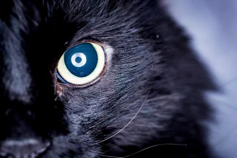 Close-up of an open black cat eye with a drawing of a ring of light inside. Stock Photos
