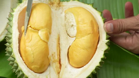 Close up of Open Black Thorn Durian Showing Rich Orange Pulp Segments 库存影片 335545390