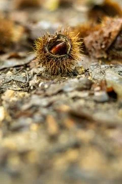 Close up of a open chestnut on the ground Stock Photos