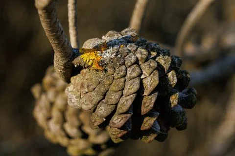 Close-up of an open cone on a pine tree in sunrise light Stockfoto's