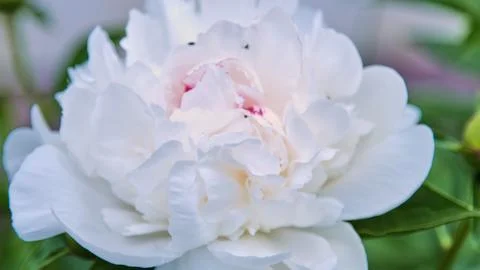 Close-up of an open double white peony with delicate petals and light pinkish Stock Photos