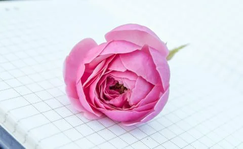 Close-up of an open empty Notepad, a book with empty pages, a pink rose lying Stock Photos