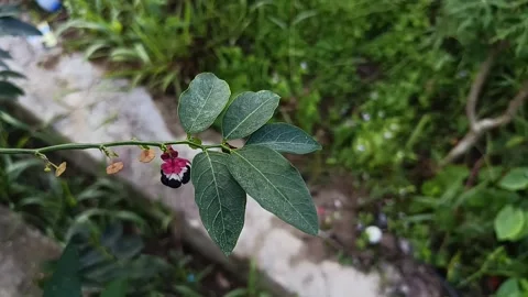 Close Up of Open Katuk Fruit Revealing Black Seeds (Sauropus androgynus) Stock Footage 340597083