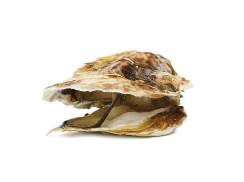 Close-up of an open oyster shell on a white background Stock Photos