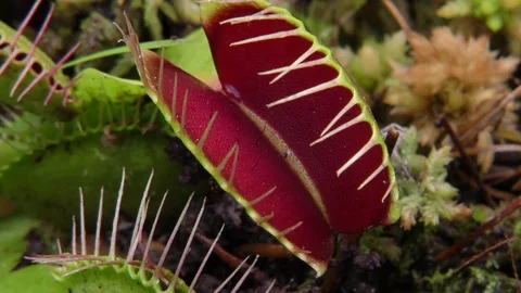 Close-up of open Venus Flytrap (Dionaea muscipula) Video stock 71122970