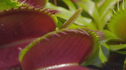 CLOSE UP: Opened jaws of snap trap carnivorous plant Video stock 42052263