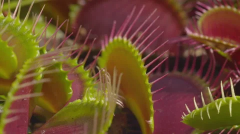 CLOSE UP: Opened jaws of snap trap carnivorous plant Stock Footage 42525799