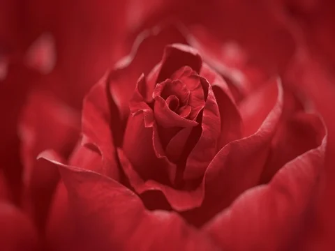 Close up of opening dark red rose, blooming dark red roses Stock Footage 80458811