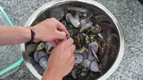 Close-up opening with the hands several black sea shells with the pulp to cook Stock Footage 189143824
