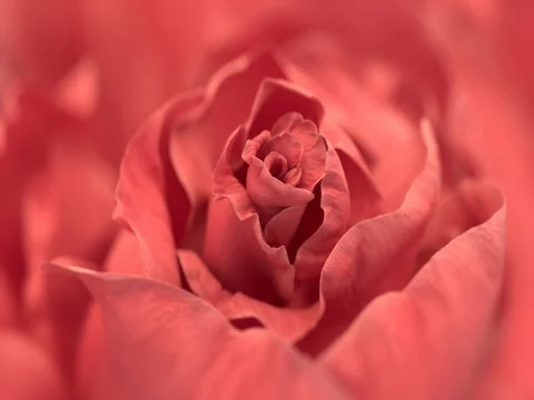 Close up of opening pink rose, blooming pink roses Stock Footage 80458674