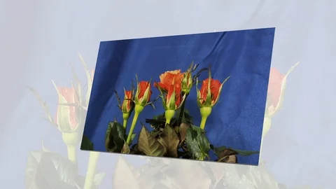 Close up of opening pink rose, blooming pink roses, beautiful animation Stock Footage 105059239