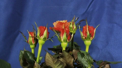 Close up of opening red rose, blooming pink roses, beautiful animation Stock Footage 105164428