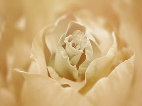 Close up of opening white rose, blooming white roses Stock Footage 80458787