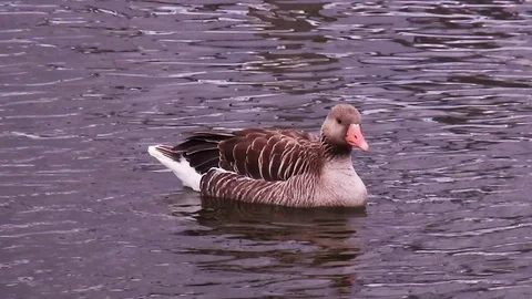 Close Up or greylag goose Stock Footage 118247809