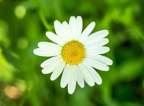 Close up or macro with a beautiful isolated camomile flower on green blurred Foto stock