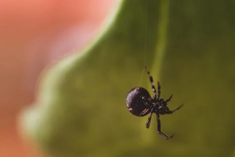 Close up or macro a spider on the spider web Stock Photos