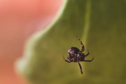 Close up or macro a spider on the spider web Stock Photos