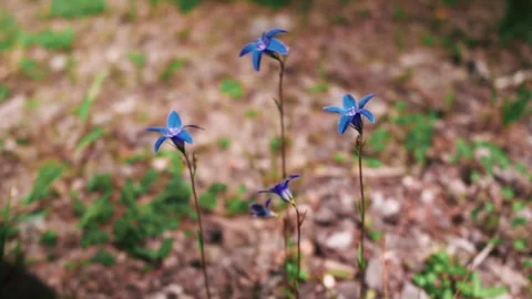 Close-up or scenic view of small blue flowers, capturing delicate petals and 스톡 동영상 331140067