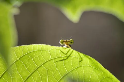 A close up or side shot of dragonfly resting on a blade of grass. Stock Photos