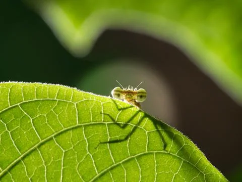 A close up or side shot of dragonfly resting on a blade of grass. 写真素材
