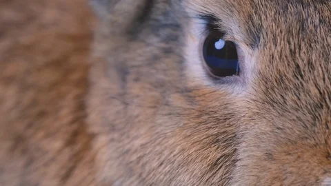 Close up or zoom in eye of brown rabbit and it look relax emotion Stock Footage