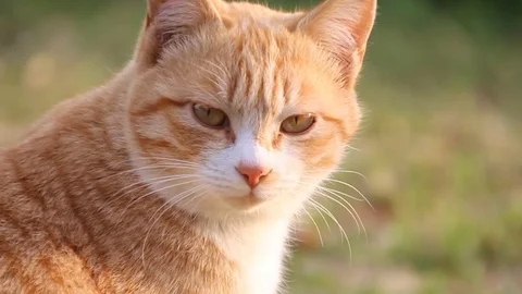 Close up of Orange and White cat Stock Footage 104417316