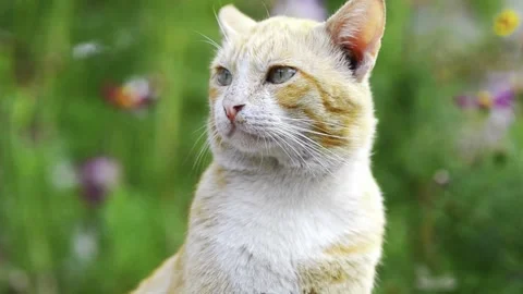 Close-up of an Orange and White Cat in the Garden Stock Footage 339645552