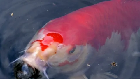 Close up: Orange and white koi picking up food near the edge of a pond, pet fish Stock Footage 89140117