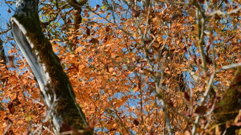 Close-Up of Orange Autumn Leaves on Tree Stock Footage 320058451