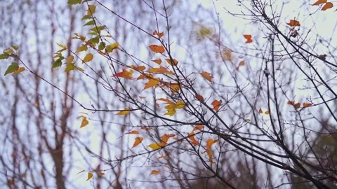 Close-Up of Orange Autumn Maple Leaves on Thin Branches Stock-Footage 334155080