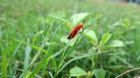 Close Up of Orange Beetle Resting On Green Blade Stock Footage 344045334