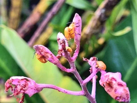 Close-Up of Orange Beetles on Withered Pink Flower Cluster Stock Photos