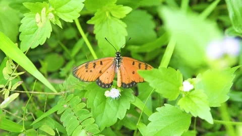 Close Up Orange with Black Dot Color Butterfly Hold on Green Plant Stock Footage 141183994