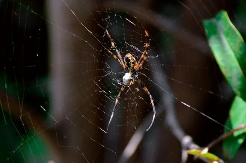 Close Up Orange Black Patterned Spider Or Peacock Spider Repairing Its Web  스톡 사진