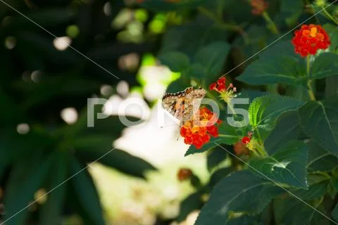 Close Up of Orange Butterfly Eating Pollen from a Flower Stock Photos
