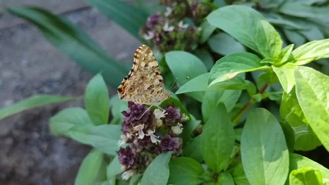 Close up of orange butterfly on a flower Stock Footage 297103514