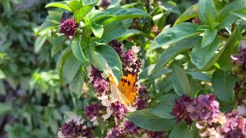 Close up of a orange butterfly on flowers Stock Footage 296064170