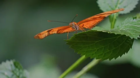 Close up of an orange butterfly Stock Footage 251740922