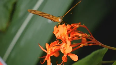 Close up of orange butterfly Stock Footage 256174360